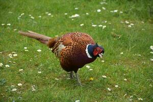 Wild Ring Necked Pheasant on a Spring Day photo