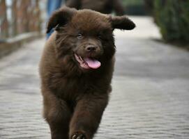 Funny Brown Newfie Puppy Running with His Tongue Out photo