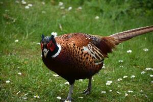 Golden Pheasant Meandering Around in a Clearing photo