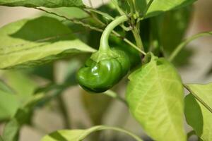 Small Green Pepper on a Pepper Plant photo