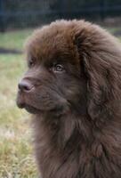 Really Cute Purebred Newfie Puppy Dog Looking Sad photo