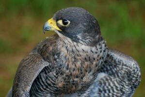 Stunning photo of a falcon preparing for take off