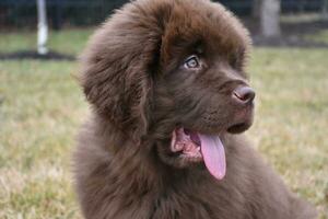 Very Sweet Newfoundland Puppy dog with His Tongue Out photo
