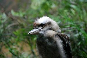 arriba cerca con un riendo Kookaburra pájaro foto