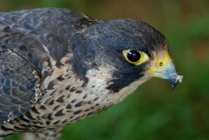 Captivating falcon holding something in its beak photo