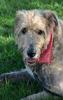 Irish Wolfhound Dog Resting in Green Grass photo