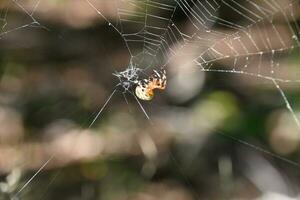 Orbweaver Spider Creeping Along His Web photo