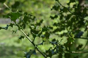 Green Holly Bush with Sharp Spinery Leaves photo