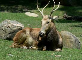 Beautiful Resting Pere Davids Buck in a Field photo