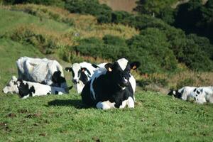 Lazy Cows Resting in a Grass Field in the Azores photo