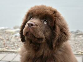 Brown Newfie Pup with a Solemn Expression on His Face photo