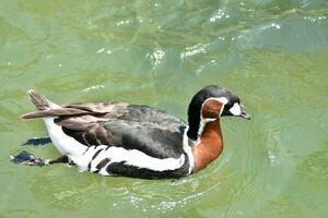 Cute Black Brown and White Baikal Teal photo