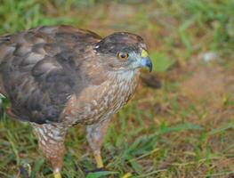 pájaro de presa cerca arriba foto mientras eso camina en el césped