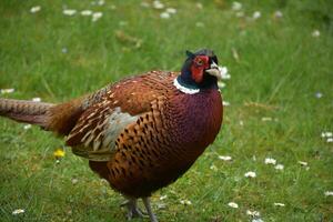 Colorful Pheasant on a Spring Day in England photo