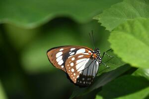 sensacional mariposa arriba cerca y personal en aruba foto