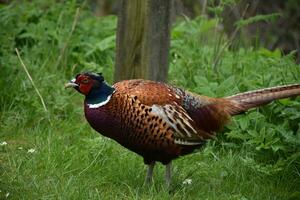 Cautious Wild Game Pheasant in Tall Grass photo