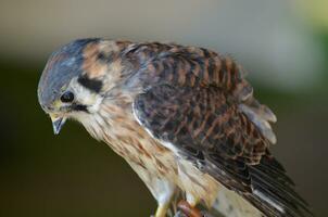 Small Falcon Bird on a Perch photo