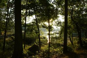 Sunshine Shining Through Trees and Reflecting on River photo