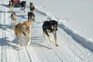 Pulling Sled Dogs in the Winter Snow photo