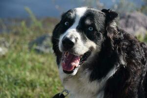 Fantastic View of an Australian Shepherd Dog photo