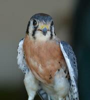 Large bird of prey standing with fluffy feathers photo