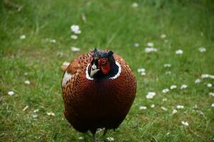 Wild Pheasant on a Spring Day in England photo