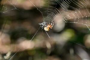 cerca arriba con un orbweaver araña foto