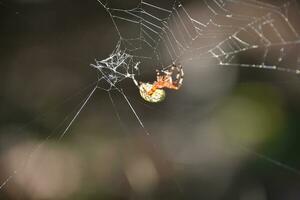 calabaza araña progresivo en un intrincado web foto