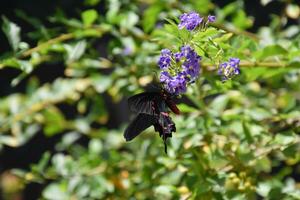 rojo y negro cola de golondrina mariposa en púrpura flores foto