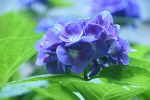 Beautiful Pastel Blue Hydrangea Blossoms on a Bush photo