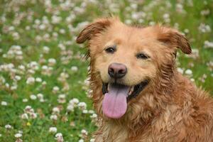 Sweet Faced Wet Duck Tolling Retriever Dog Outside photo