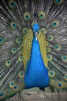 Lovely Blue Peacock with Colorful Feathers Extended photo