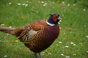 Beautiful Pheasant with Striking Colors on a Spring Day photo