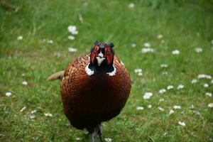 Looking into the face of Wild Game Fowl photo