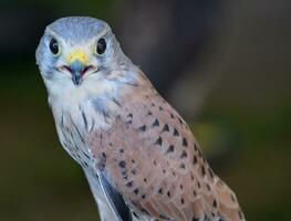 Stunning light grey and white feathered falcon photo