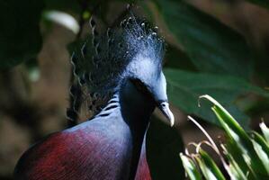 encantador formación de plumas en un guora palomas cabeza foto