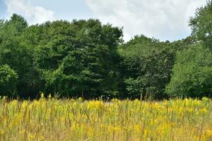Beautiful Scenic Goldenrod Field with Trees on the Border photo