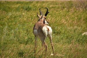 Pronghorn Antelope on a Prairie in the Summer photo