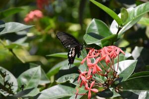 Perfect Swallowtail Butterfly on Red Flowers in a Garden photo