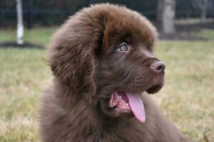 Newfie Puppy, Stick Your Tongue Out and Say Ahh photo