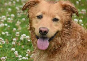 Damp Duck Tolling Retriever Dog in Grass and Clover photo