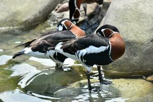 Two Male Baikal Teals in Shallow Waters photo