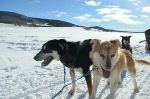 Team of Sled Dogs Who are Fatigued From Pulling photo