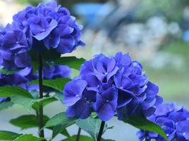 Hydrangea Bush Flowering and Blooming in the Summer photo