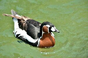 Summer Day with a Swimming Baikal Teal photo