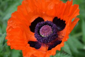 Looking into the Center of an Oriental Poppy photo