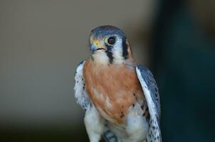 Beautiful wild falcon with its beak open photo