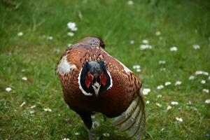 ala plumas en un Faisán alborotado en el salvaje foto