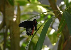 Perfecto negro y rojo mariposa en un hoja foto