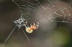 fantástico jaspeado orbweaver araña en un web foto